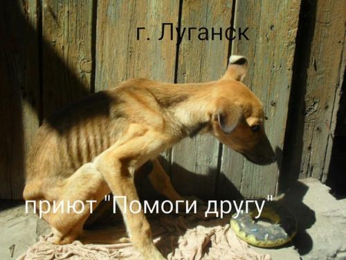 Сегодня у нас в приюте появился новый питомец, в порядке исключения, но мы не могли пройти мимо этой Беды. 01