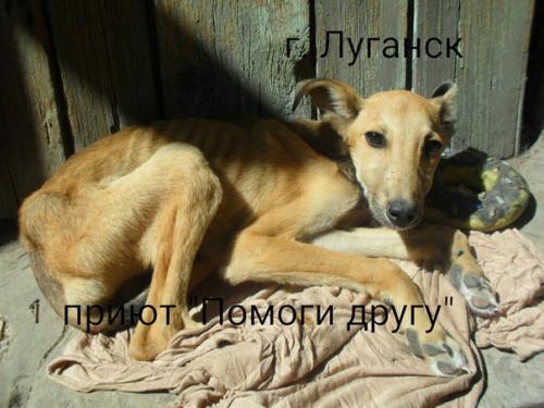 Сегодня у нас в приюте появился новый питомец, в порядке исключения, но мы не могли пройти мимо этой Беды. 02