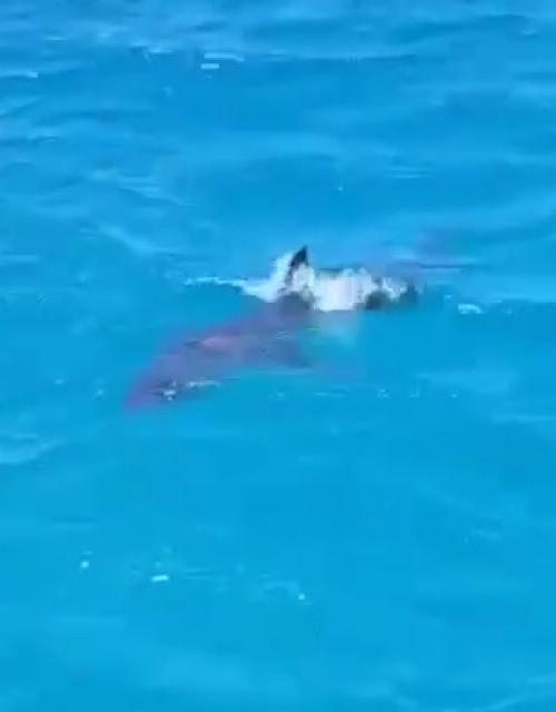 Эпизод 576.  Опасные гости. 01