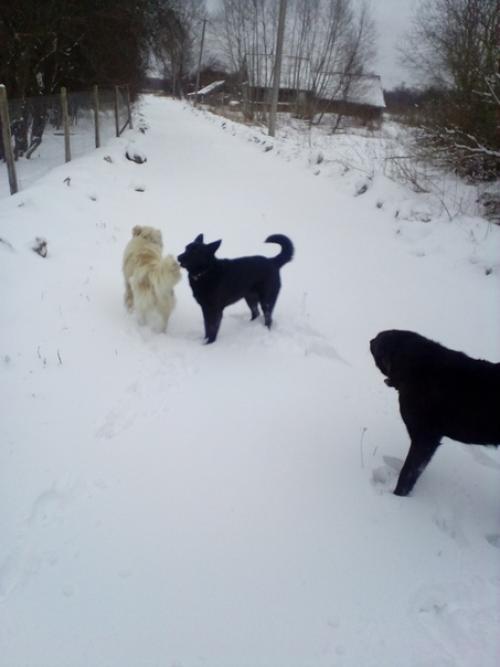 Всю ночь завывала метель, аж крыша тряслась и окна звенели, собаки на это очень нервничали - беляш вообще два раза будил лаем у кровати. 05