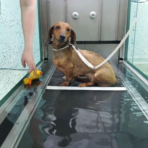 Клинический случай. Такса шаня поступила в клинику зоодоктор на бульвар культуры 25, в ноябре 2019 года, с полным отказом задних лап. 01