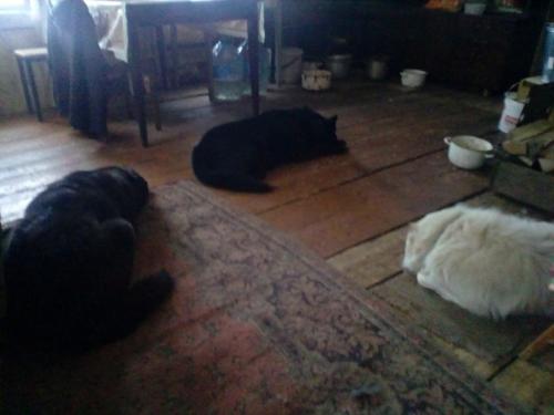 Всю ночь завывала метель, аж крыша тряслась и окна звенели, собаки на это очень нервничали - беляш вообще два раза будил лаем у кровати. 06