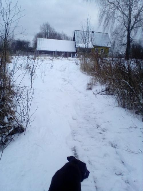 Всю ночь завывала метель, аж крыша тряслась и окна звенели, собаки на это очень нервничали - беляш вообще два раза будил лаем у кровати. 01
