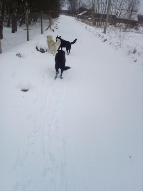 Всю ночь завывала метель, аж крыша тряслась и окна звенели, собаки на это очень нервничали - беляш вообще два раза будил лаем у кровати. 04