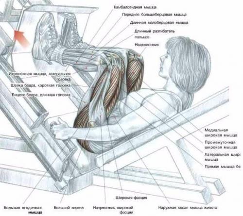 Ноги.  1 приседания со штангой задействуют квадрицепсы, мышцы задней части бедра и ягодиц. 01