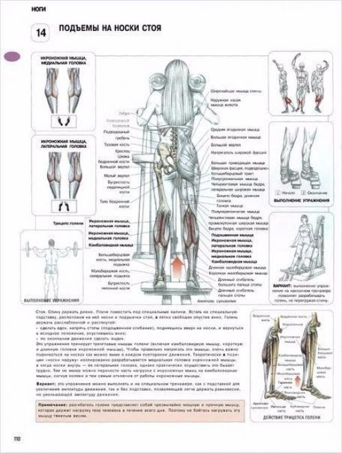 Ноги.  1 приседания со штангой задействуют квадрицепсы, мышцы задней части бедра и ягодиц. 03