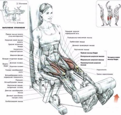 Ноги.  1 приседания со штангой задействуют квадрицепсы, мышцы задней части бедра и ягодиц. 04