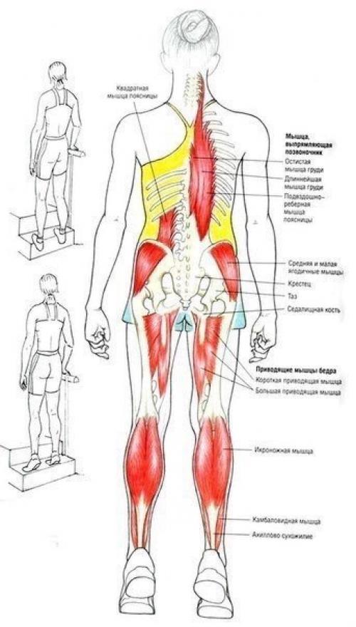 Упражнения для ягодиц и ног. 02 Упражнения для ягодиц и ног. 02
