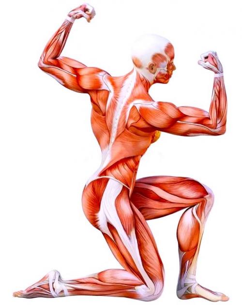 Неизведанная фасция - причина болезней и синдромов.
