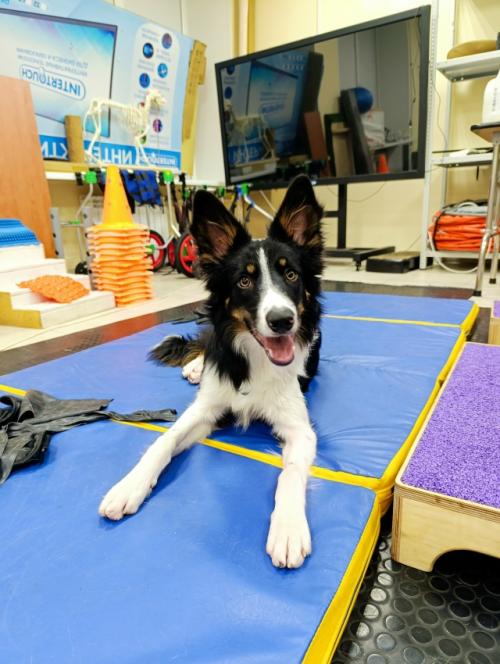 Занимаемся потихоньку всякими штуками, учили стороны, какие-то простенькие трюки, послушечное.  