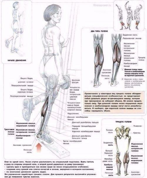 Мы качаем ягодицы: анатомия основные упражнения! 01