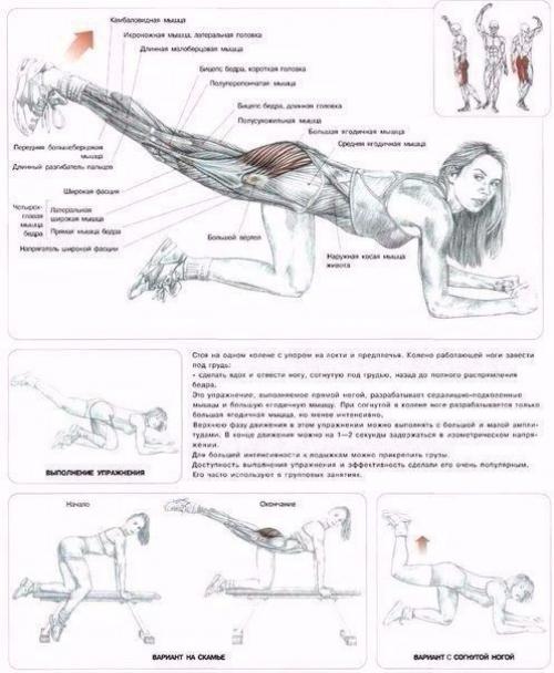 Мы качаем ягодицы: анатомия основные упражнения! 02