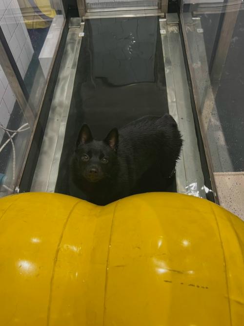 Несколько недель тишины в группе, но я наконец - то могу рассказать чем была так занята. 01