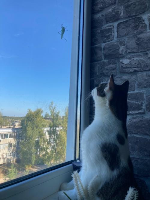 Немного жизненного.  В последнее время постоянно попадается тема Променяла бы ты Москву на Деревню. 04