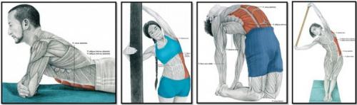 Упражнения на растяжку или расти мышца большая и очень большая. 09