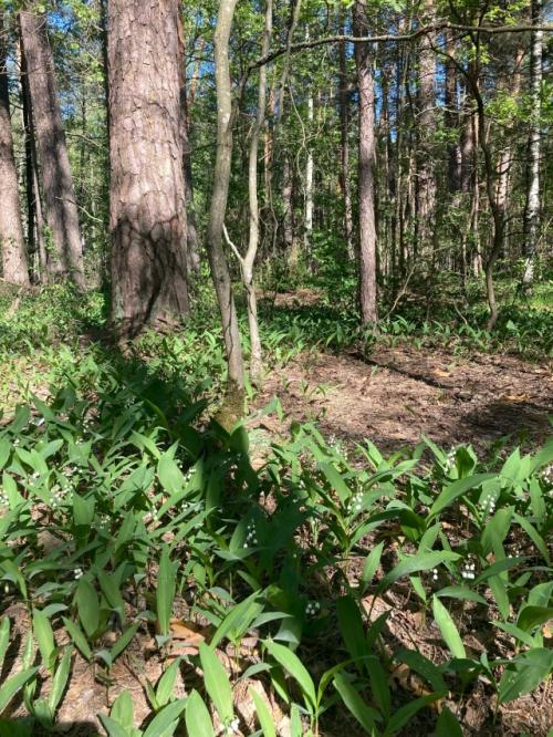 Немного жизненного.  В последнее время постоянно попадается тема Променяла бы ты Москву на Деревню. 03