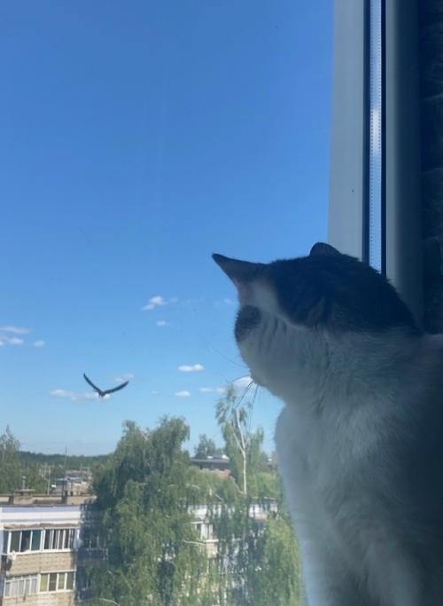 Немного жизненного.  В последнее время постоянно попадается тема Променяла бы ты Москву на Деревню. 01