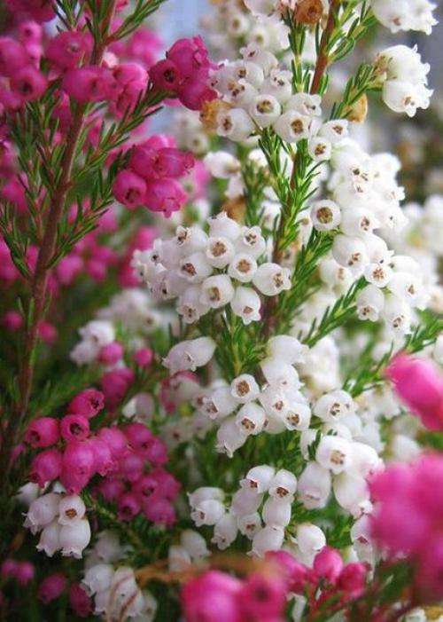 Доброе утро. Чёрт возьми, какая прелесть! 04