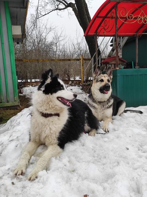 Ждём тепло вёсны, занимаемся домашне - собачьим фитнесом, мы сгоняем лишний жир, кг. 03