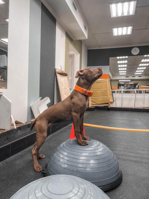 Наконец - то случилась первая тренировка в фитнес зале. 02 Наконец - то случилась первая тренировка в фитнес зале. 02