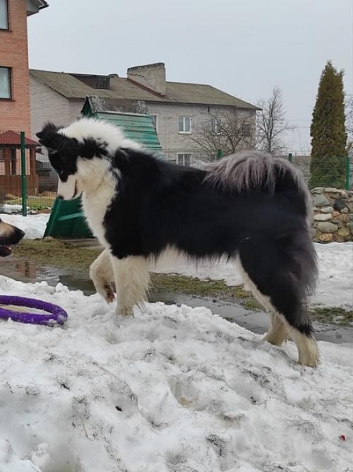 Ждём тепло вёсны, занимаемся домашне - собачьим фитнесом, мы сгоняем лишний жир, кг. 02