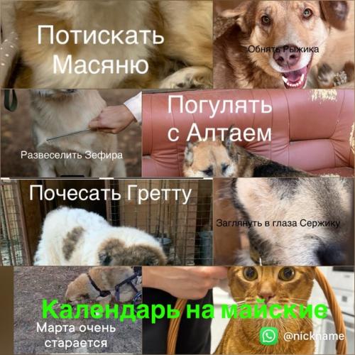 Календарь нашего дома счастливых собачек на майские праздники выбирайте любой день!  