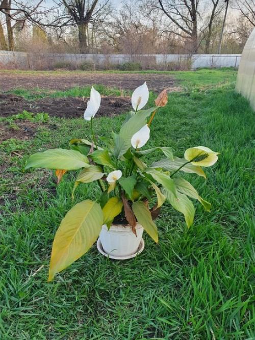 Не делать легче, чем делать. 06