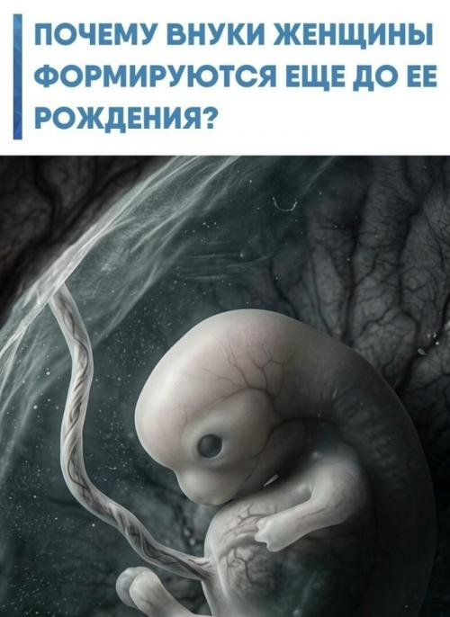 Когда беременная женщина носит под сердцем дочь, внутри этого плода уже заложены зачатки будущих яйцеклеток - примордиальные фолликулы.  
