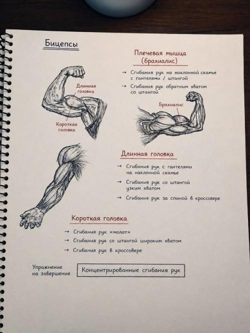 У любого атлета должна быть своя схема тренировок, которая строится с учетом индивидуальных особенностей. 01