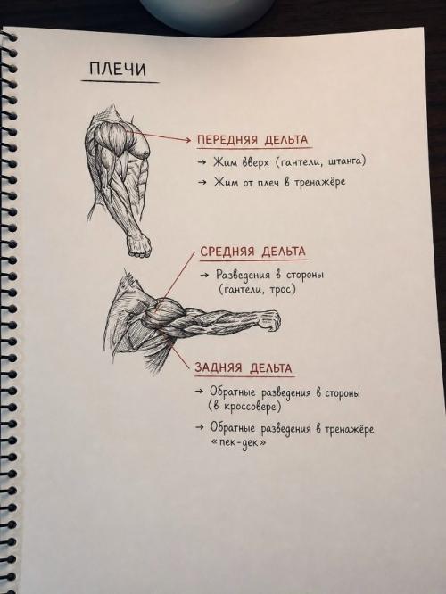 У любого атлета должна быть своя схема тренировок, которая строится с учетом индивидуальных особенностей. 03