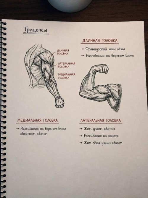 У любого атлета должна быть своя схема тренировок, которая строится с учетом индивидуальных особенностей. 05