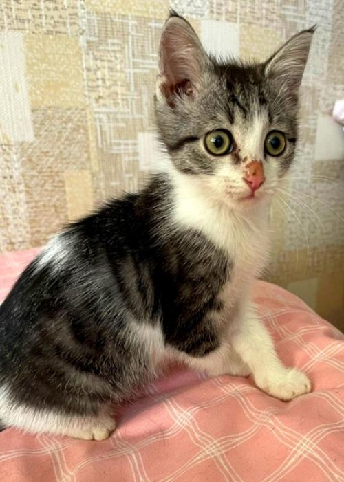 Шустренький, взъерошенный рысёнок. 02 Шустренький, взъерошенный рысёнок. 02