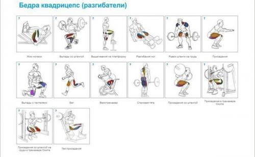 Упражнения на все группы мышц для бодибилдинга и фитнеса в GYM Boss. 08