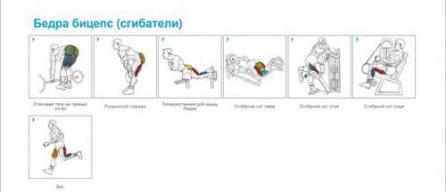 Упражнения на все группы мышц для бодибилдинга и фитнеса в GYM Boss. 09