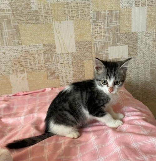 Шустренький, взъерошенный рысёнок. 01 Шустренький, взъерошенный рысёнок. 01