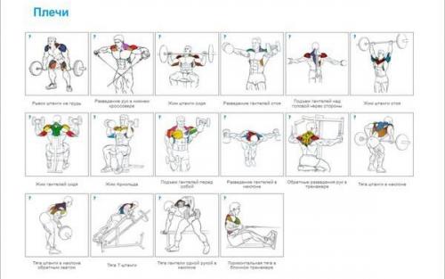 Упражнения на все группы мышц для бодибилдинга и фитнеса в GYM Boss. 04