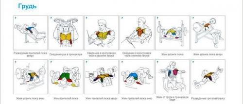 Упражнения на все группы мышц для бодибилдинга и фитнеса в GYM Boss. 03