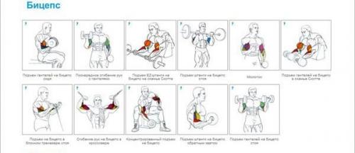 Упражнения на все группы мышц для бодибилдинга и фитнеса в GYM Boss. 05