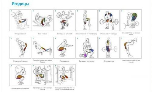 Упражнения на все группы мышц для бодибилдинга и фитнеса в GYM Boss. 07