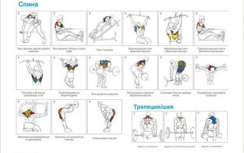Упражнения на все группы мышц для бодибилдинга и фитнеса в GYM Boss. 02