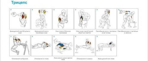 Упражнения на все группы мышц для бодибилдинга и фитнеса в GYM Boss. 06