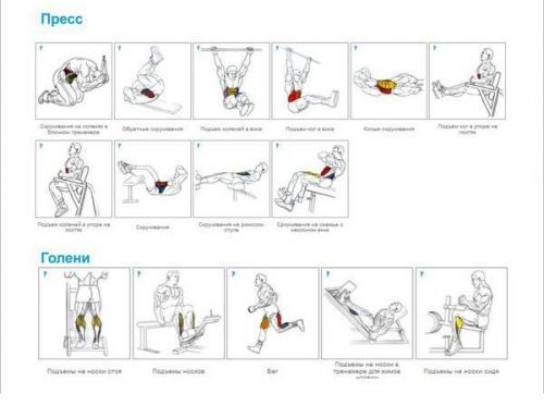 Упражнения на все группы мышц для бодибилдинга и фитнеса в GYM Boss. 01