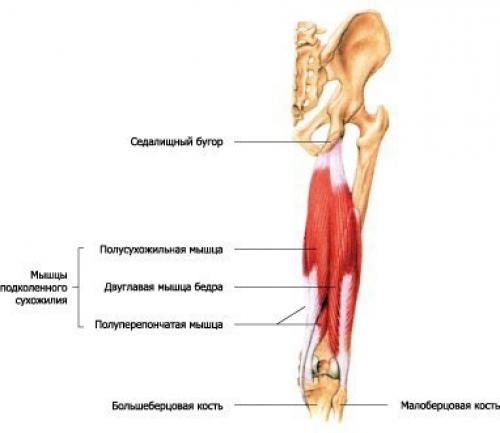 Анатомия приседаний. Изучай, иначе пи *ец твоим коленям! 01 Анатомия приседаний. Изучай, иначе пи *ец твоим коленям! 01