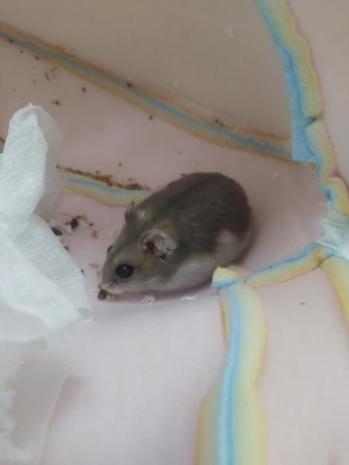 Хомяки.   Всем знакомы эти создания, чьё предназначение - показать, что такое смерть (это факт, который сложно оспорить. 03