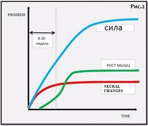 Как часто менять программу тренировок? 01 Как часто менять программу тренировок? 01