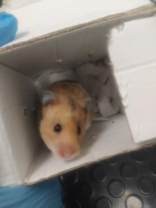 Хомяки.   Всем знакомы эти создания, чьё предназначение - показать, что такое смерть (это факт, который сложно оспорить. 05