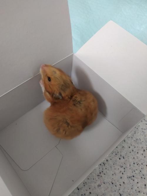 Хомяки.   Всем знакомы эти создания, чьё предназначение - показать, что такое смерть (это факт, который сложно оспорить. 02