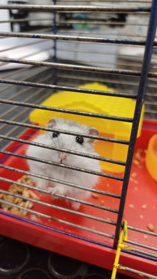 Хомяки.   Всем знакомы эти создания, чьё предназначение - показать, что такое смерть (это факт, который сложно оспорить. 01