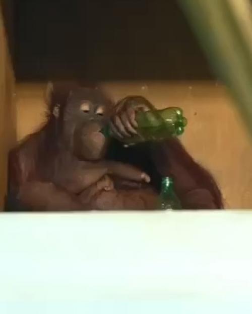 Эпизод 634.  Новый житель зоопарка. 01