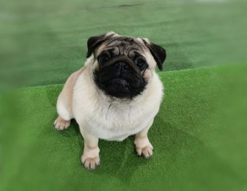 Мы усердно работаем, как в питомнике, так и готовимся к дальнейшим выставкам. 02